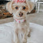 Dog Collar - Care Bears™ Cheer Bear