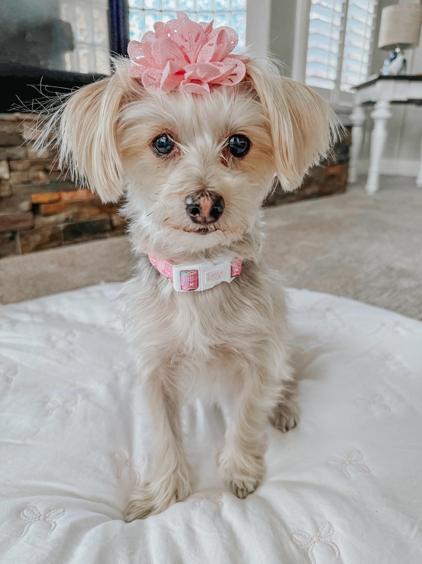 Dog Collar - Care Bears™ Cheer Bear