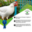Gentle Poultry Shampoo for Show Chickens, 16 oz