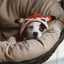 Foxy Hoodie Dog Sweater