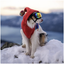 Vintage Ski Hoodie Dog Sweater