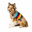 Painted Desert Dog Sweater