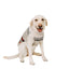 Bunny Patrol Dog Sweater
