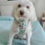 Dog Adjustable Harness - Care Bears™ Care-a-Lot