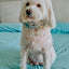 Dog Collar - Care Bears™ Care-a-Lot