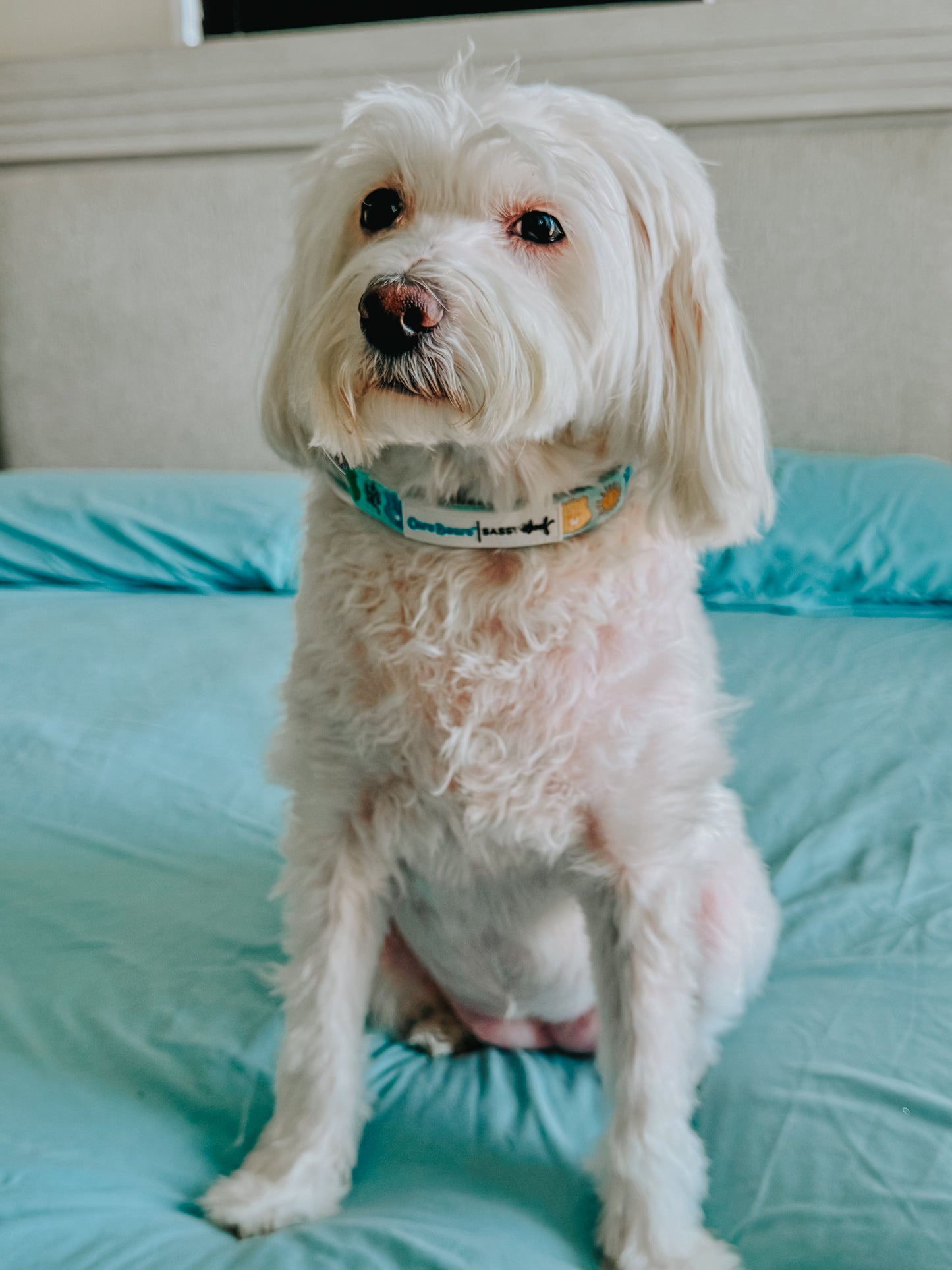 Dog Collar - Care Bears™ Care-a-Lot