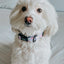 Dog Collar - Fleur de Sass