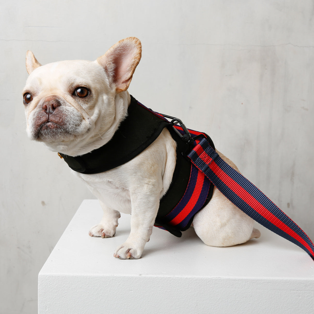 City Dog Harness