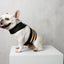 City Dog Harness