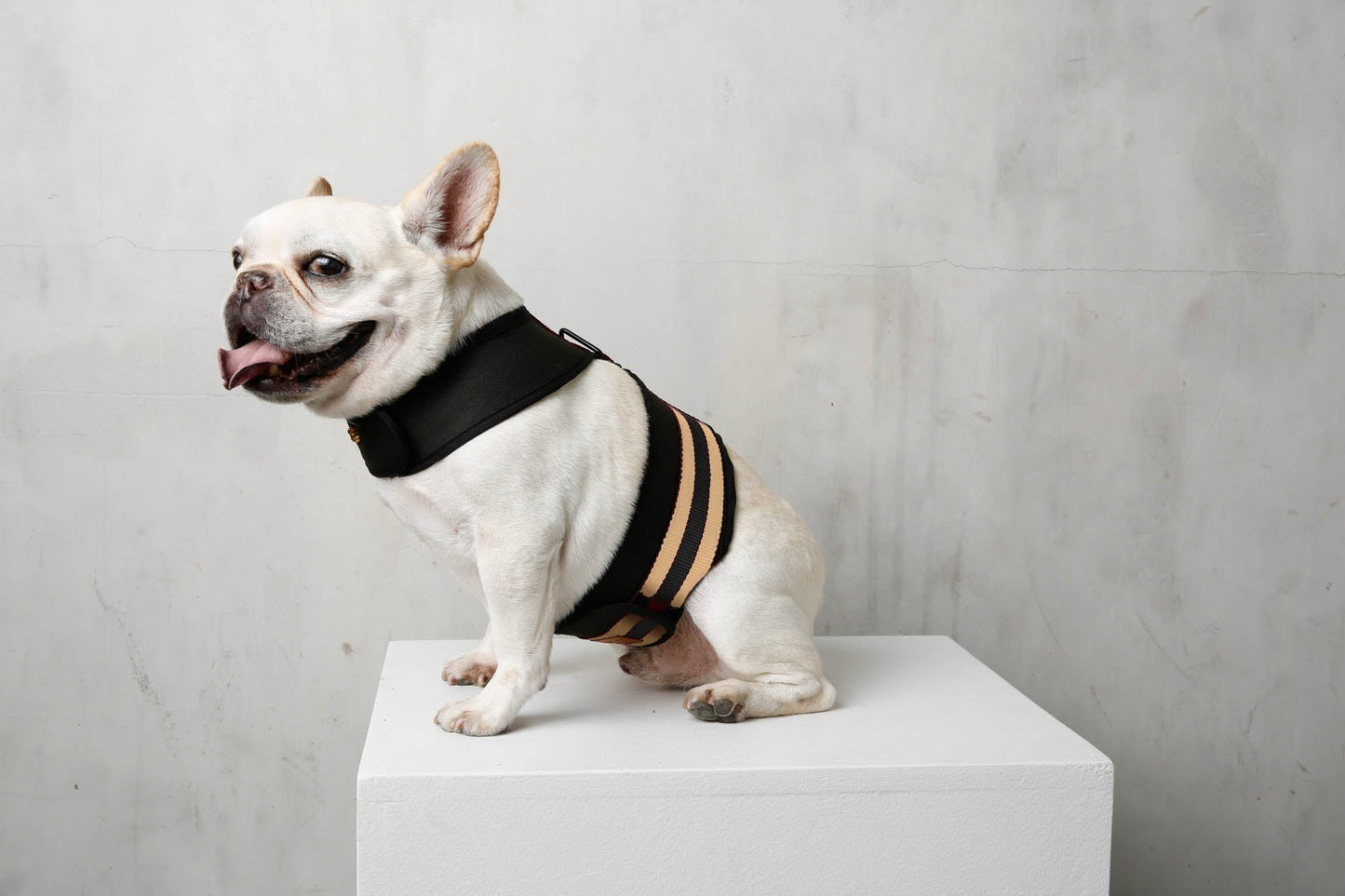 City Dog Harness
