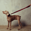 The City Dog Leash Padded