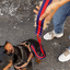 The City Dog Leash Fur