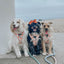 Dog Adjustable Harness - Simply the Zest