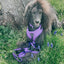 Dog Leash - Neon Purple
