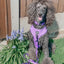 Dog Collar - Neon Purple