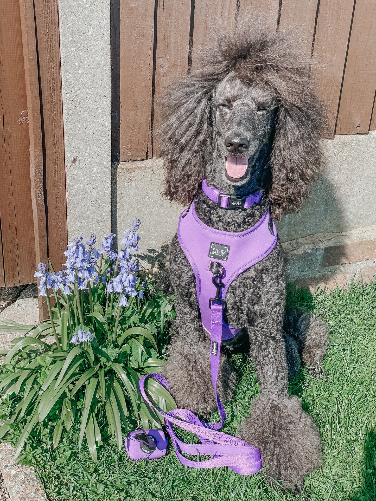 Dog Collar - Neon Purple