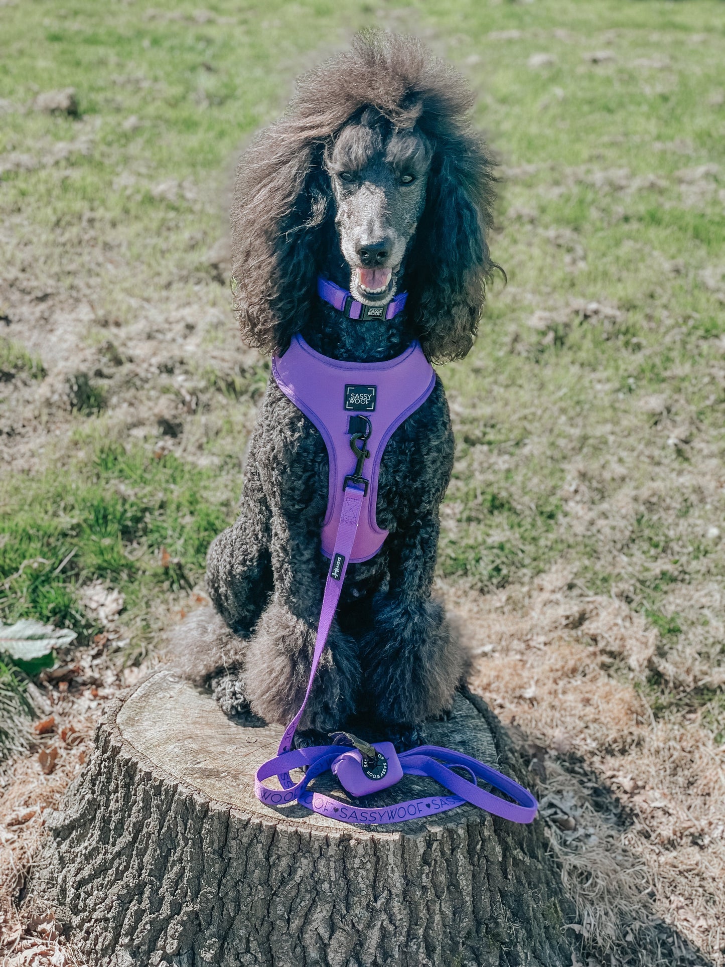 Dog Adjustable Harness - Neon Purple