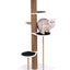 Cat Climbing Tower