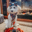 Dog Rope Leash - Athens