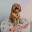 Dog Rope Leash - Sunkissed