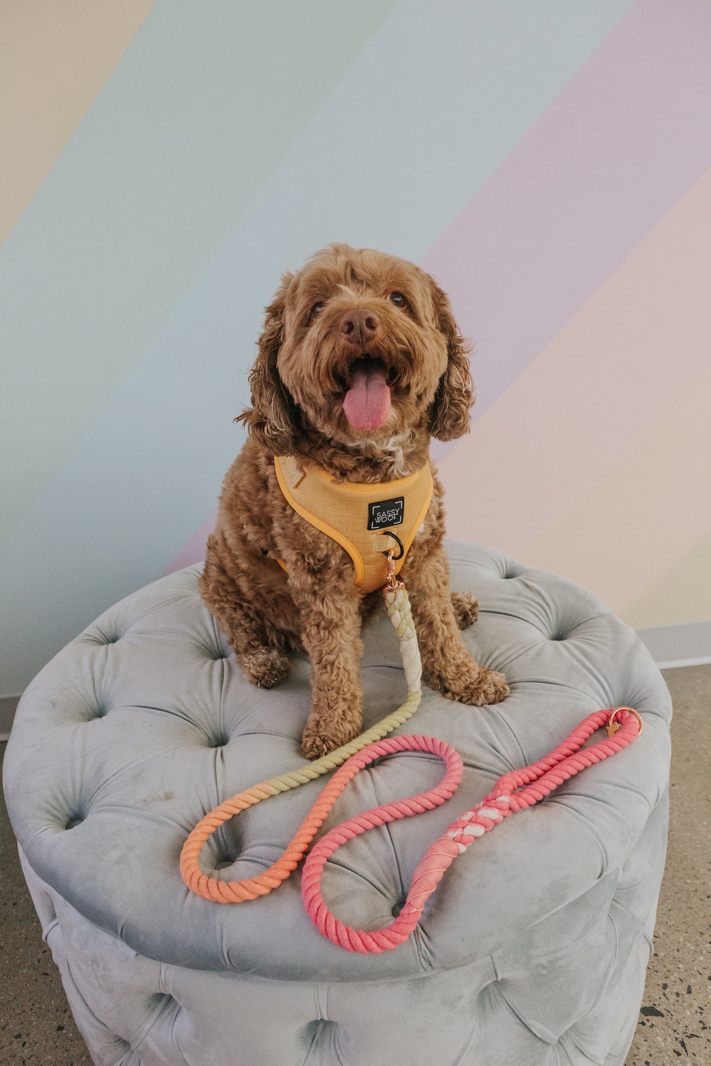 Dog Rope Leash - Sunkissed