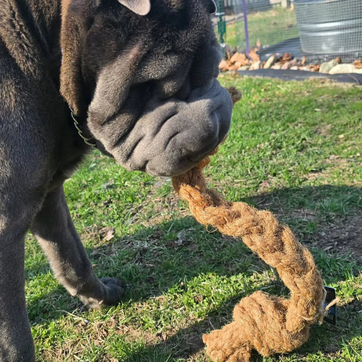 Coconut Rope Tug