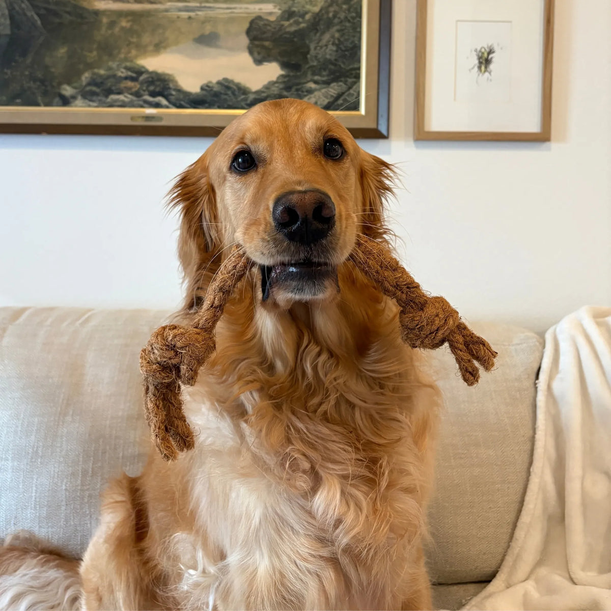Coconut Rope Tug