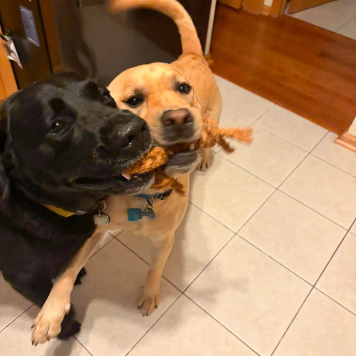 Coconut Rope Tug