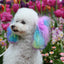 Canine Color Semi Perm Coat Color Shampoo for Dogs
