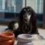 Soufflé Pet Bowl - Purple