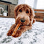 100% Yak Milk Chews for Dogs