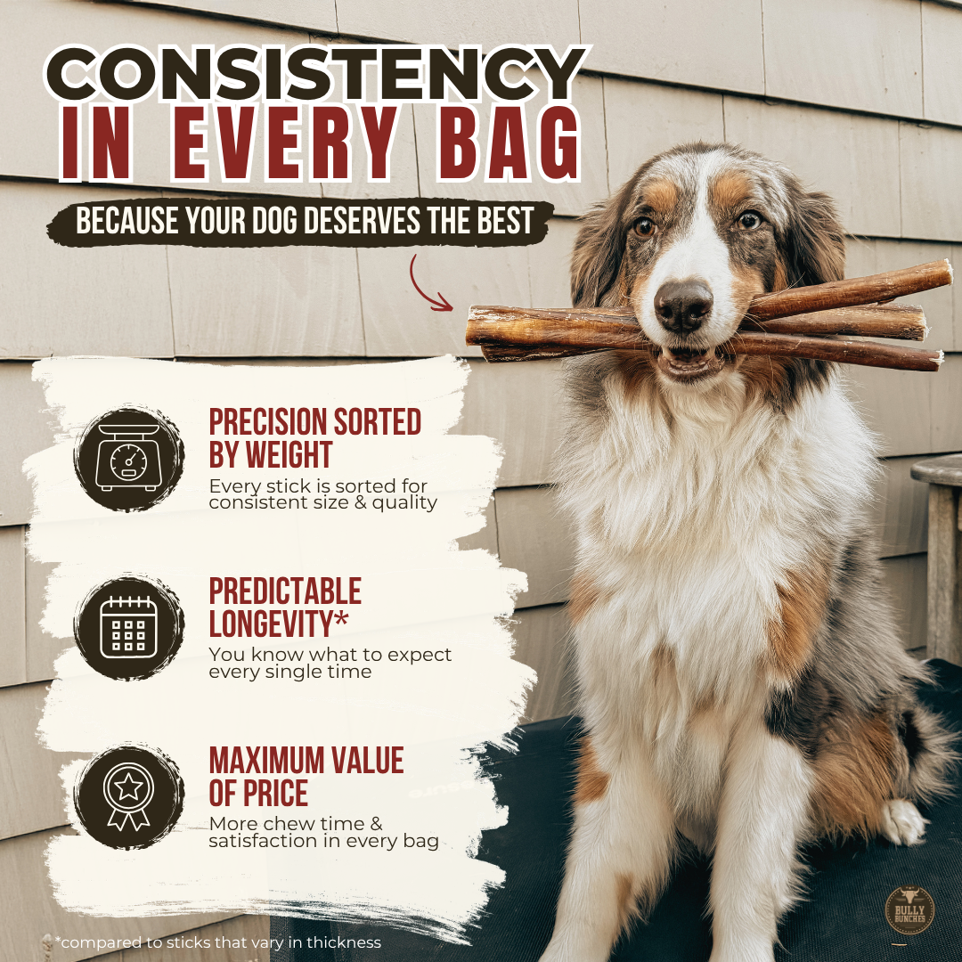 6 Inch Thick Bully Stick