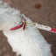 Leash 4ft - Vegan Leather - Copenhagen