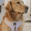 Dog Adjustable Harness - Fleur de Sass
