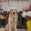 Dog Adjustable Harness - Good Duck, Babe!
