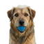 Glitter Ball  Dog Toy | Soft PUP-X Rubber Floating Fetch Ball with Treat Dispenser | USA Made