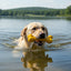 PUP-X Rubber Bone Dog Toy - Durable, Floats, Chew Toy for Large Dogs | USA