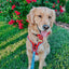 Dog Collar - Disney's 101 Dalmatians