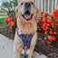 Dog Adjustable Harness - Superman™ & Krypto™