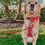Dog Leash - Disney's 101 Dalmatians