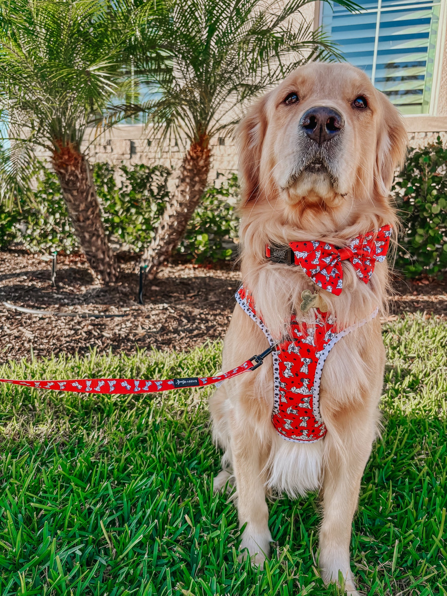 Dog Leash - Disney's 101 Dalmatians