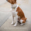 Collar - Air Tag Enabled - Vegan Leather - Cupertino
