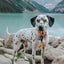 Dog Waterproof Collar - Orange