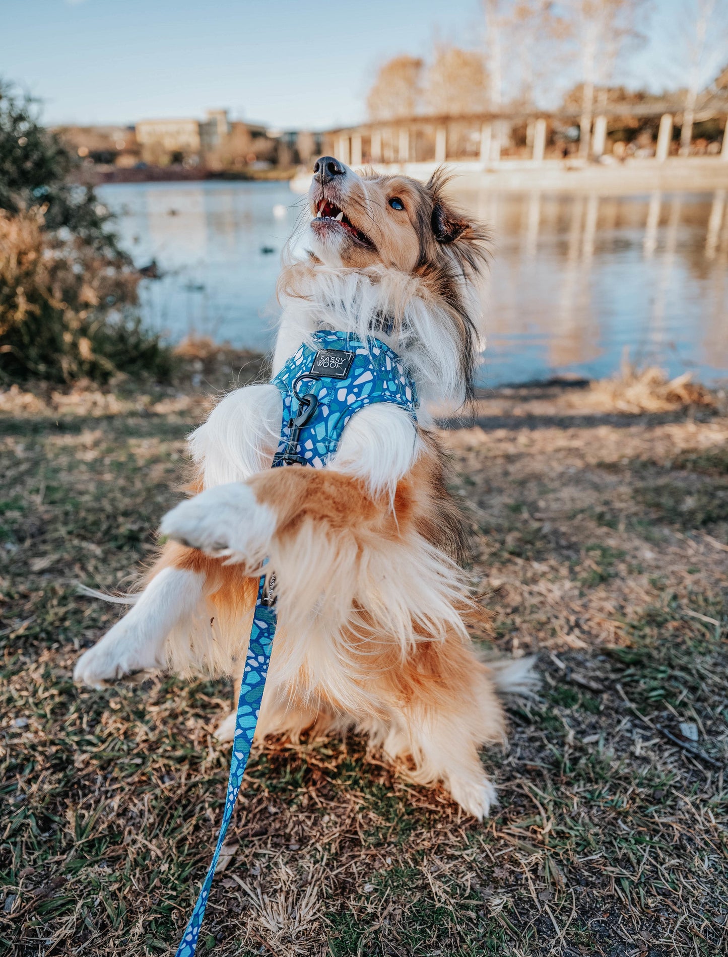 Dog Adjustable Harness - Santorini