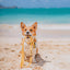 Dog Waterproof Collar - Yellow