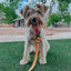 Dog Waterproof Leash - Orange