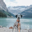 Dog Waterproof Leash - Orange