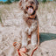 Dog Waterproof Leash - Orange