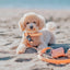 Dog Waterproof Collar - Orange