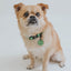Dog Collar - Neon Green